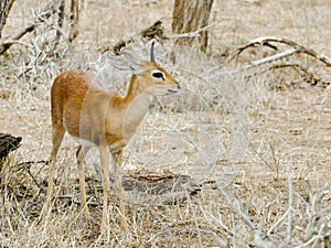 KRUGER NATIONAL PARK, SOUTH AFRICA - Steenbok, a small antelope. photo