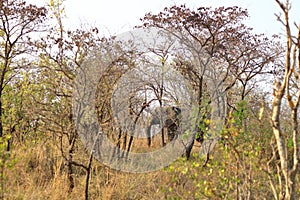 Kruger National Park. South Africa. A wild African Elefant in the bushland