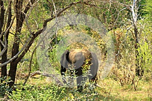 Kruger National Park. South Africa. A wild African Elefant in the bushland