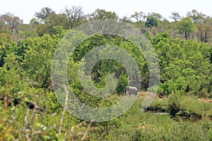 Kruger National Park. South Africa. A wild African Elefant in the bushland