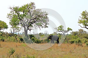 Kruger National Park. South Africa. A wild African Elefant in the bushland