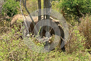 Kruger National Park. South Africa. A wild African Elefant in the bushland