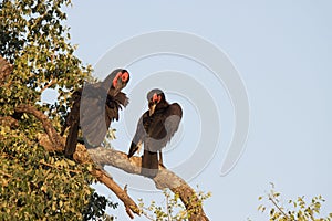 Kruger National Park:  Southern Ground-hornbill