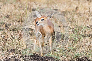 Kruger National Park: Steenbok, Raphicerus campestris photo