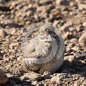 Kruger National Park Water Thick-knee, Burhinus vermiculatus