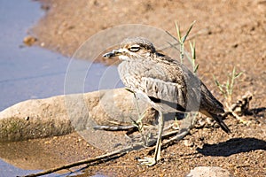 Kruger National Park Water Thick-knee, Burhinus vermiculatus