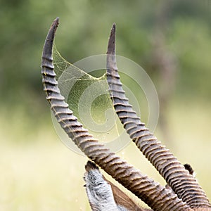 Kruger National Park; waterbuck and spider web
