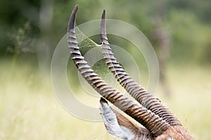 Kruger National Park; waterbuck and spider web