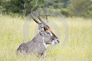 Kruger National Park; waterbuck and spider web