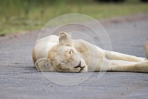 Kruger National Park: white lion