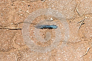 Kruger National Park: Woodland kingfisher feather