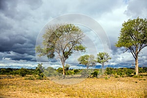 The Kruger Park. African flat bushveld