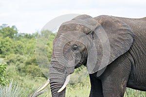 Kruger Park: elephant