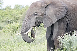 Kruger Park: elephant