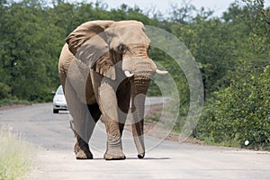 Kruger Park: elephant