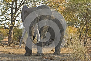 Kruger Park Giant