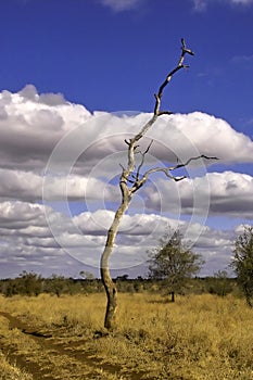 Kruger Park Landscape