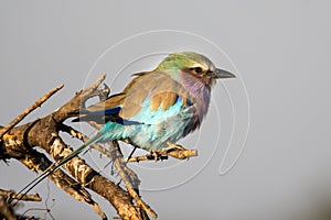 Kruger Park: Lilac-breasted roller