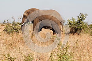 Kruger park South Africa: African elephants