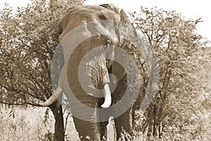 Kruger park South Africa: African elephants