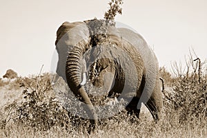 Kruger park South Africa: African elephants