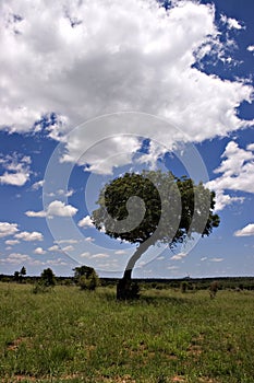 Kruger Park summer landscape