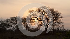 Kruger Park Sunrise