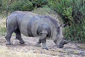 Kruger Rhinoceros