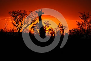 Kruger Sunset with Giraffe