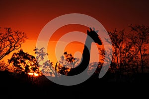 Kruger Sunset with Giraffe