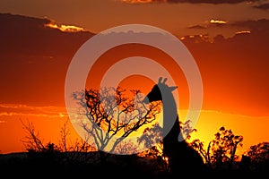 Kruger Sunset with Giraffe