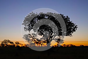 Kruger Sunset with Savanna trees