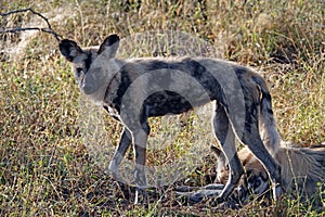 Kruger Wild dog