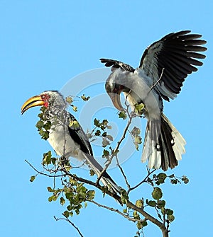 Kruger yellow-billed-Hornbill