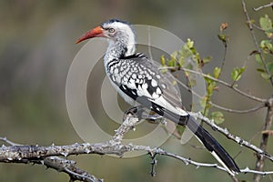 Kruger yellow-billed-Hornbill