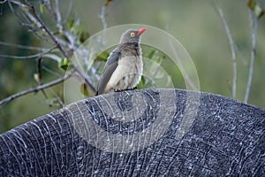 Kruger Yellow-billed oxpecker bird