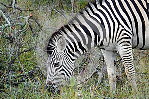 Kruger Zebra