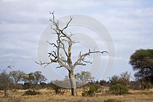 Krugerpark, South-Africa