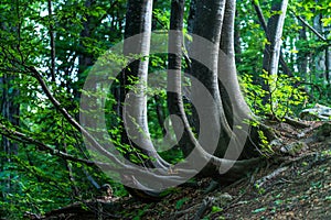 Krummholz trees in forest