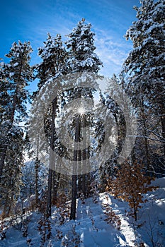 Krushevo Winter Forest with Snow