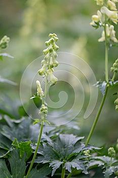 Krylova`s Monkshood, Aconitum krylovii, budding flower