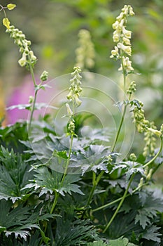 Krylova`s Monkshood, Aconitum krylovii, creamy white flowers