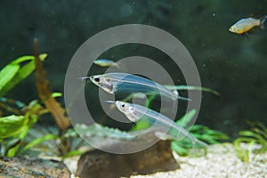 Kryptopterus bicirrhis or asian glass catfish close-up