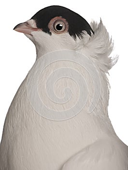 Kryska Polska, a breed of fancy pigeon photo