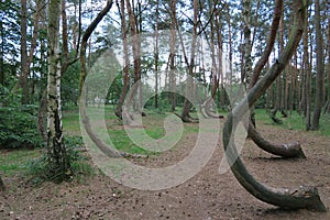 Krzywy Las, the crooked forest