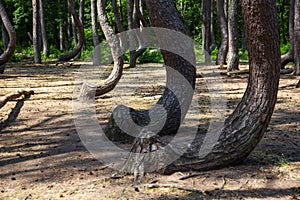 Krzywy las, deformed trees in the forest near Gryfino, Poland photo
