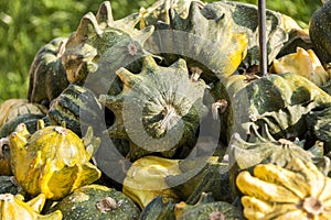 KrÃ¶nli Teufelskralle devils cucurbita pumpkin pumpkins from