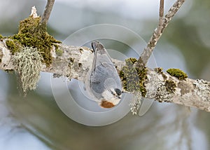 KrÃ¼per\'s nuthatch (Sitta krueperi) is a species of bird in the family Sittidae.