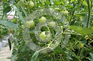 The tomato plants are planted by fertigation method. photo