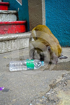 Kuala Lumpur, Malaysia - March 9, 2017: Monkey drinking soda can in the stairs to Batu Caves, a limestone hill with big